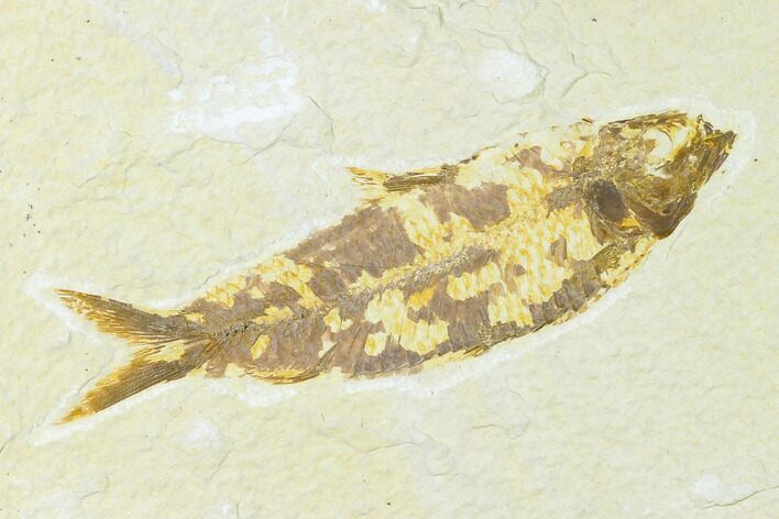 Fossil Fish (Knightia) - Wyoming #148530